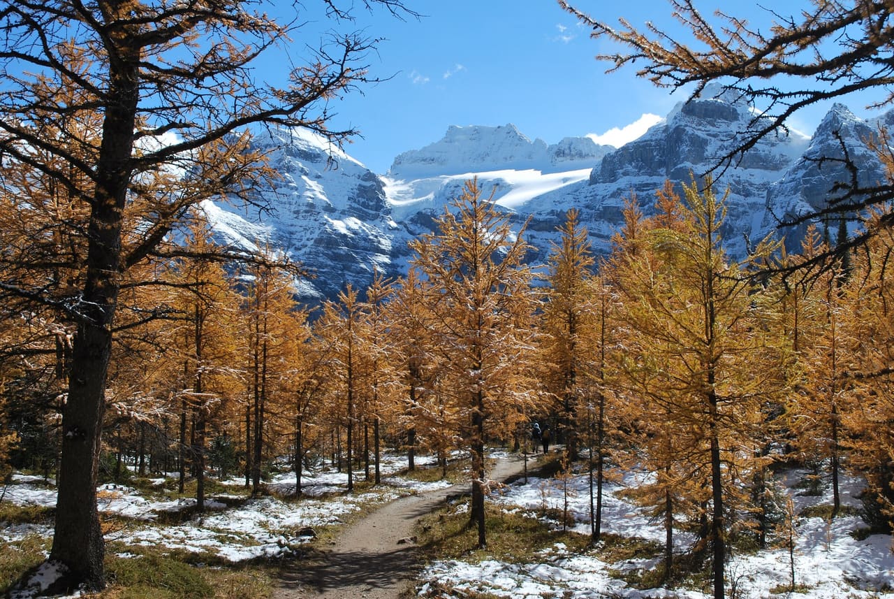 Golden subalpine larches along the Larch Valley trail above Moraine Lake, with fresh snow on the ground and glaciated peaks behind.