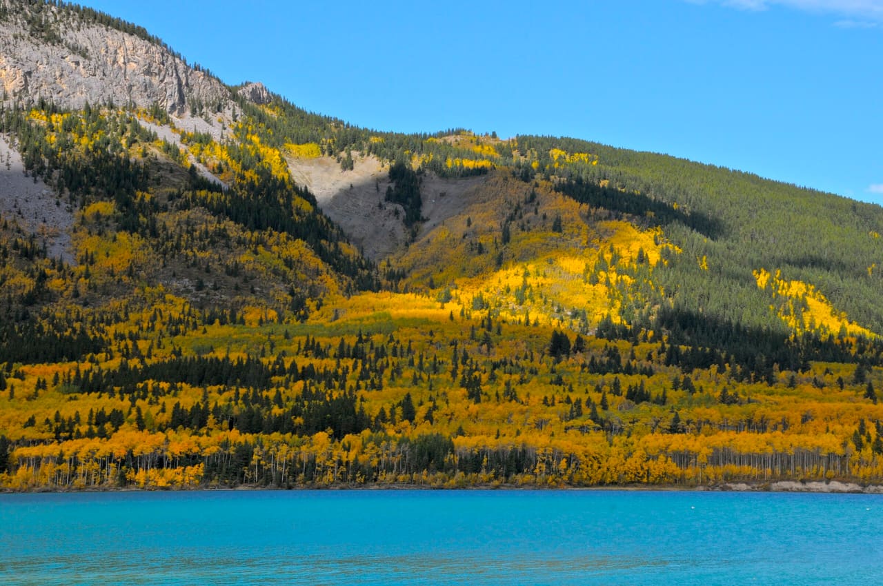 Hillsides of yellow aspen above the blue water of Barrier Lake in Kananaskis Country.