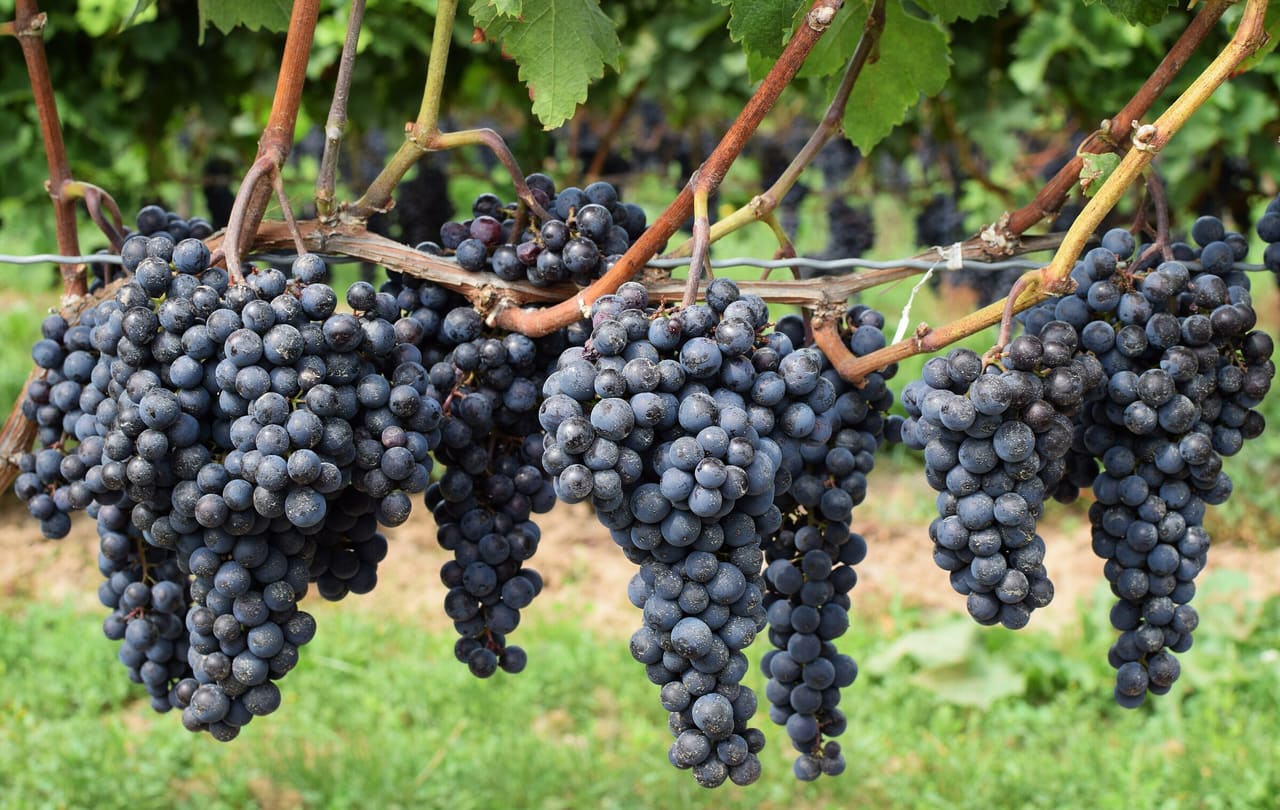 Clusters of ripe dark grapes hanging on the vine at Peller Estates Winery in Niagara-on-the-Lake.