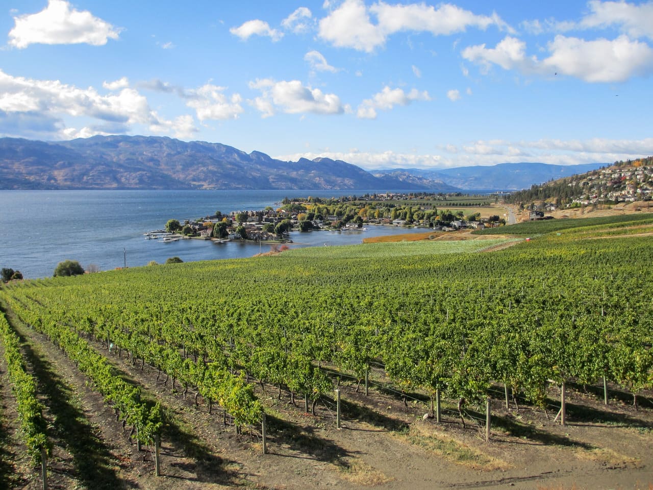 Rows of vines on a Kelowna vineyard sloping down towards Okanagan Lake under white clouds.
