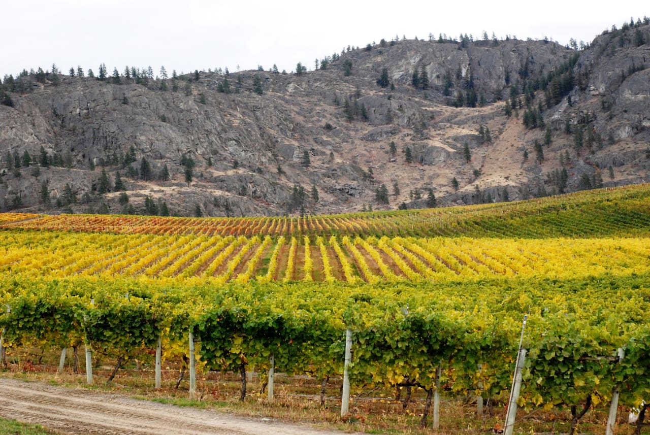 Black Sage Vineyard in autumn, with rows of yellowing vines below a dry, pine-dotted hillside in the South Okanagan.