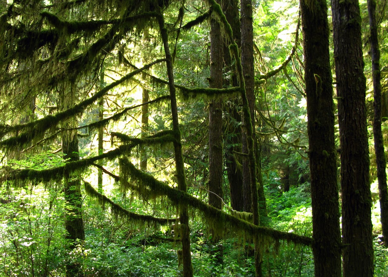 Moss-draped branches and tall conifer trunks in old-growth rainforest on the Rainforest Trail in Pacific Rim National Park Reserve, lit from behind by low sun.