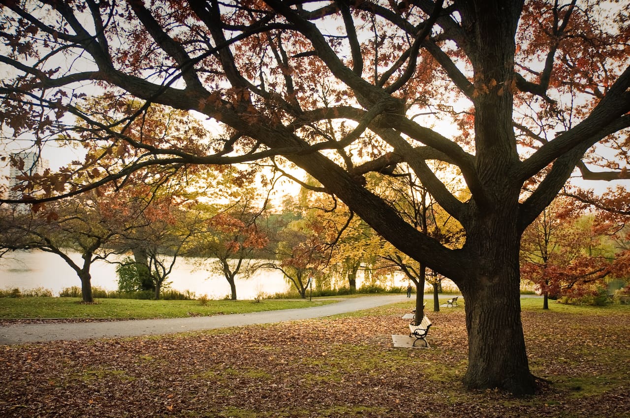 Low sun through a broad tree in autumn leaf in High Park, Toronto, with fallen leaves on the grass.