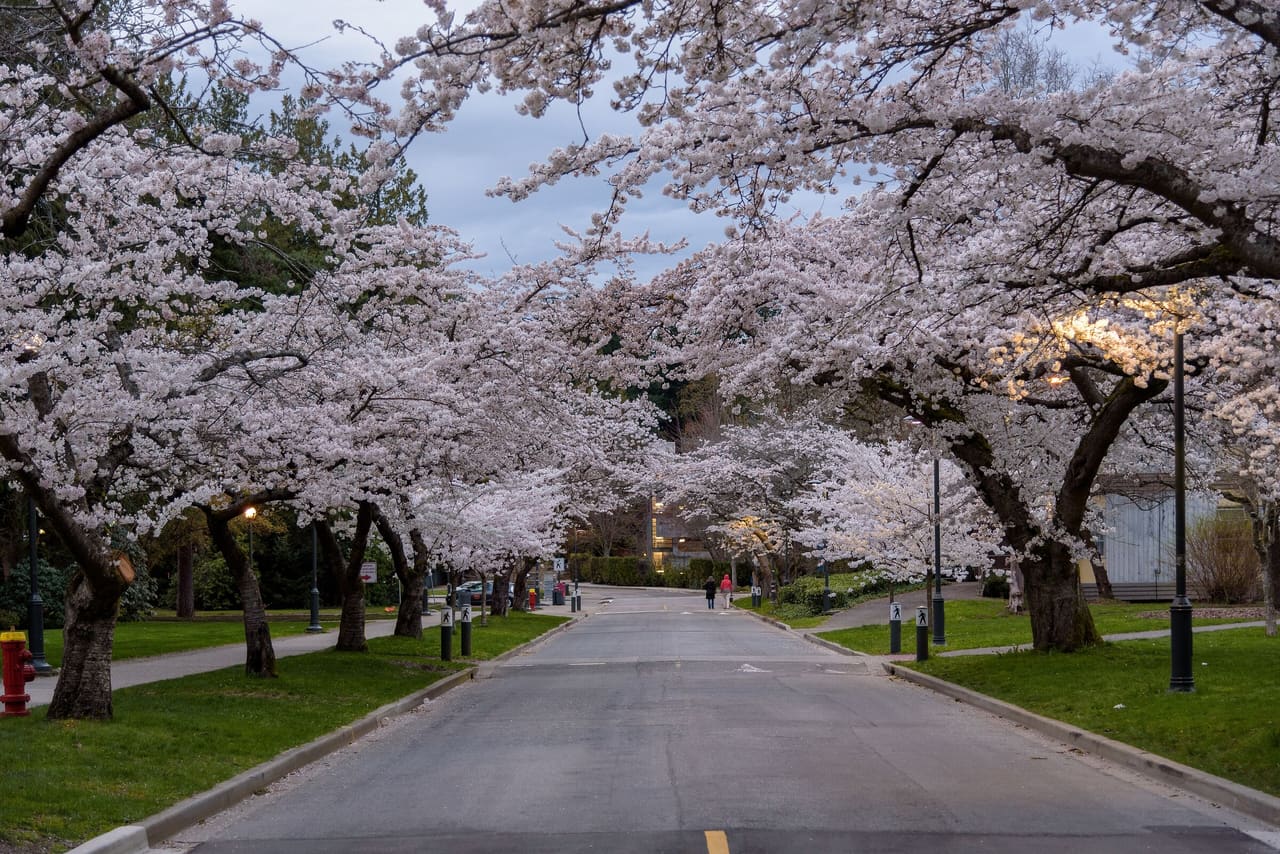 A road on the University of British Columbia campus lined with cherry trees in full blossom.