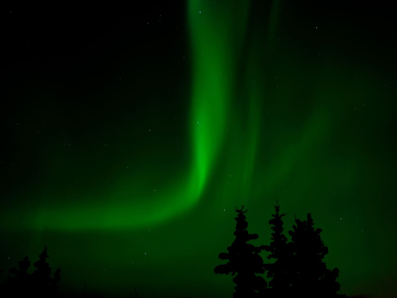 A green aurora arcing over a line of spruce trees near Whitehorse.